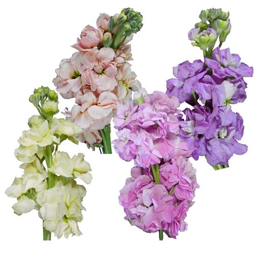PASTEL COLORS ASSSORTED STOCK